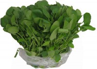 Agrião R$2,09 (Maço)